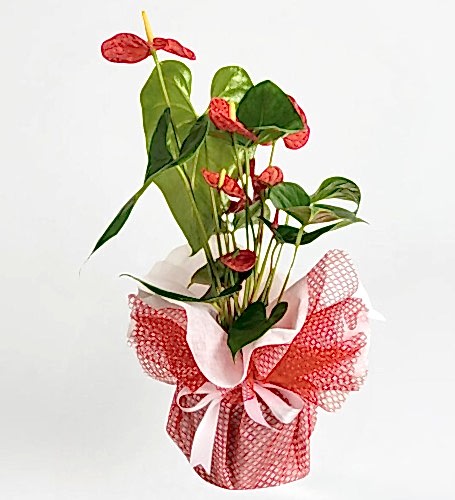 Kırmızı Antoryum Saksı Çiçeği