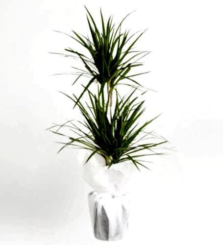 İkili Dracena Marginata