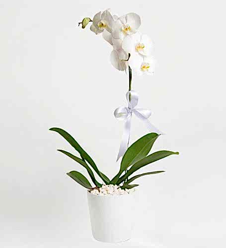 Phalaenopsis Orkide Çiçeği