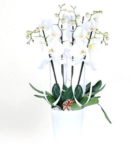 4 Dal Beyaz Phalaenopsis Orkide
