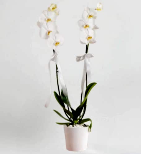2 Dal Beyaz Orkide Çiçeği