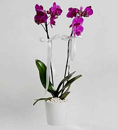 2 Dal Mor Orkide