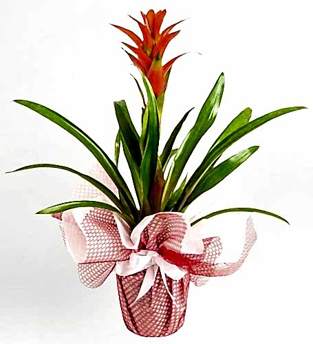 Kırmızı Guzmania Çiçeği